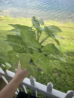 Arrowhead Plant 