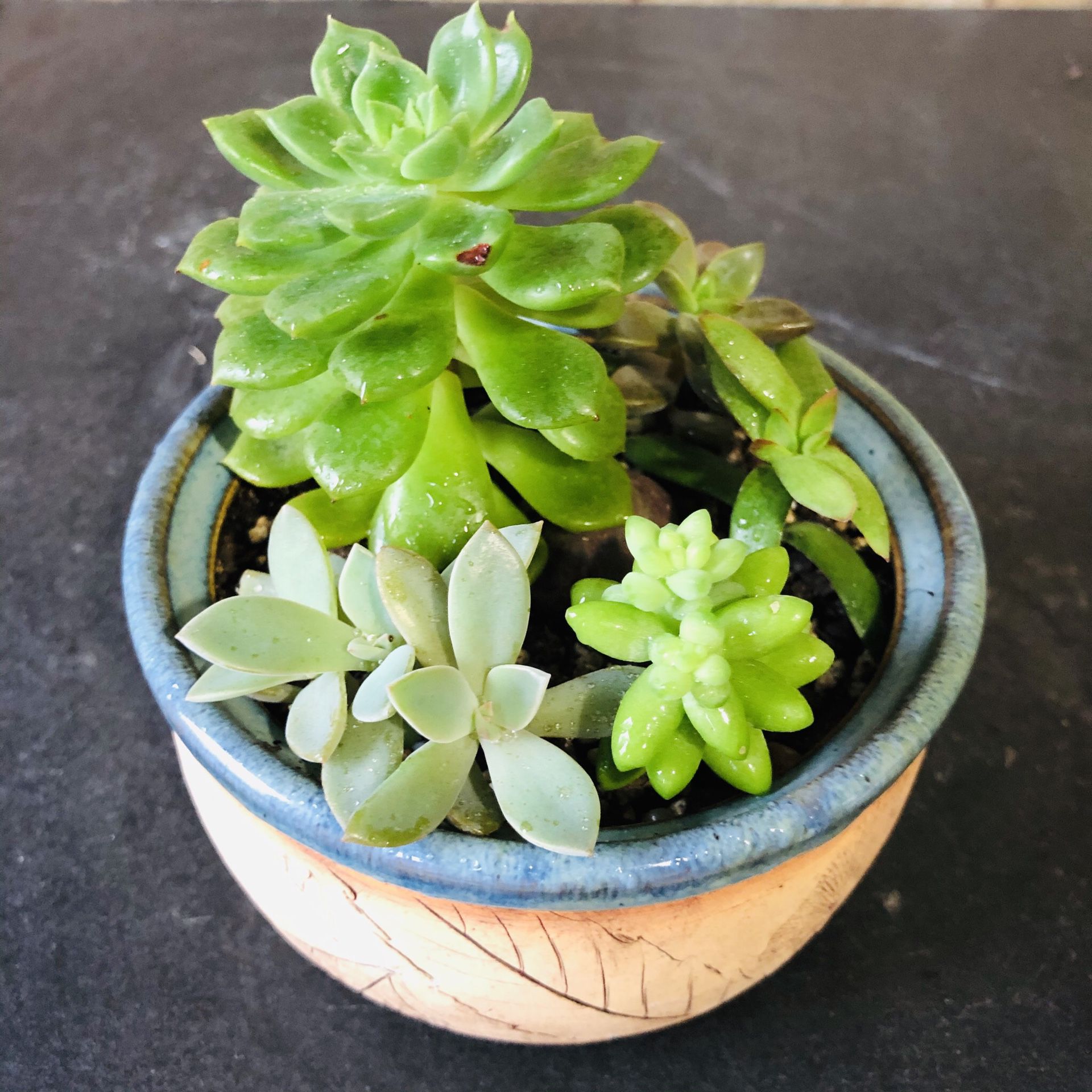#65. Assorted succulents with pot