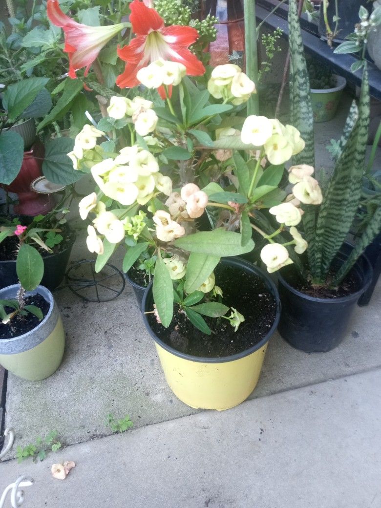 plantas Corona de cristo