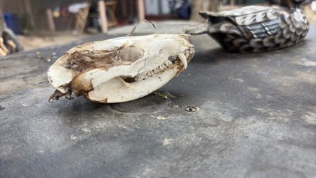 Skull