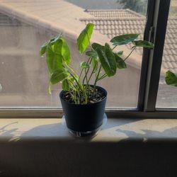 Burle Marx Philodendron 