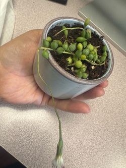 young String of Pearls (Senecio rowleyanus)