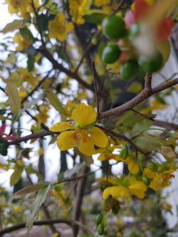Large OCHNA TREE