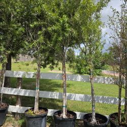 BOTTLEBRUSH TREES 15GALLON 10FT TALL 