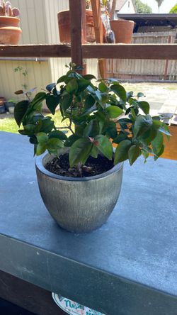 Brazilian cherry tree