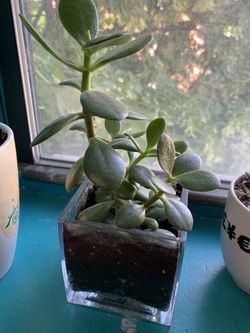 Jae plant with glass container $20