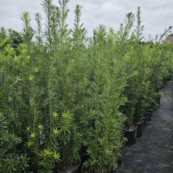 podocarpus  all sizes available  staring  $93 feet 4 feet 5 feet 6 feet 7 feet 8 feet 9 feet