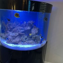 Huge Fish Tank