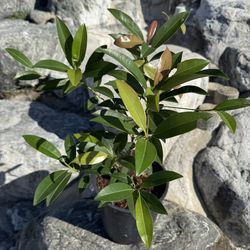 Air layered sapodilla tree