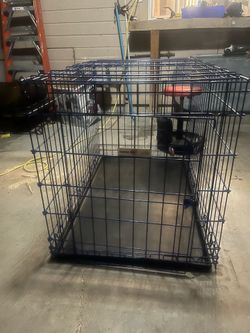 XL dog Crete