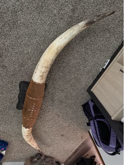 Mounted Horns