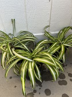 Spider Plant In 1gl. 