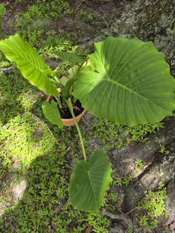 Elephant Ear Plant