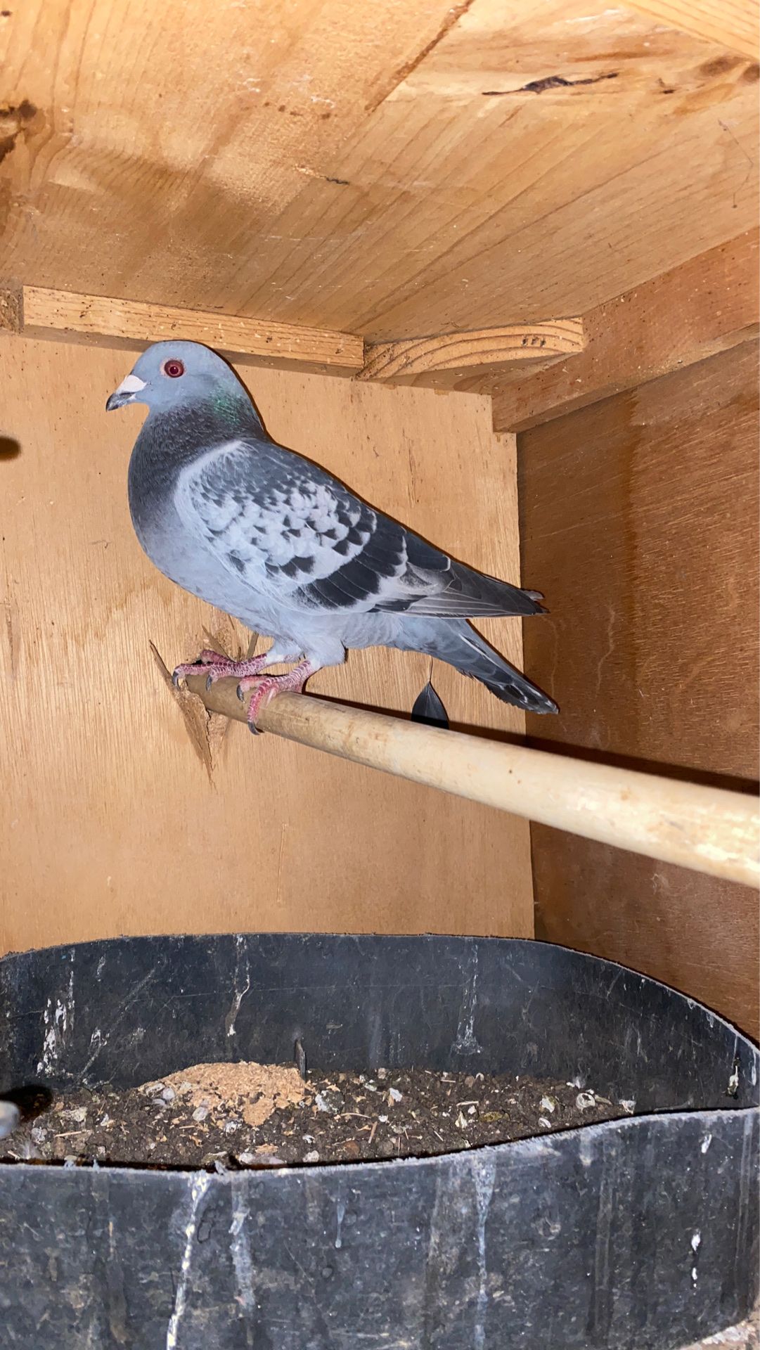 Checkered pigeon