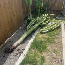 Free Cactus. Read Description 