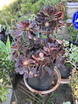 Plants in 5 gallon pots d drought tolerant