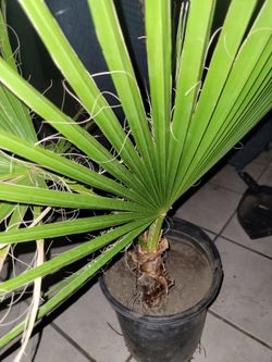 Palm tree