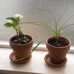 Cute Set Of Two Boho Plants 