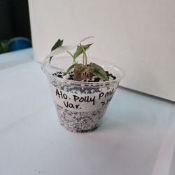 Pink Variegated Alocasia Polly (TC) (5)