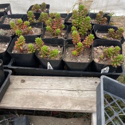 Succulents 