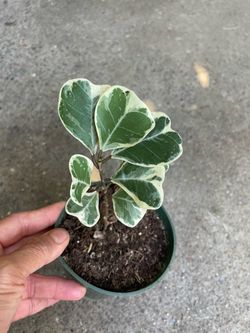 Specialty***4” pot heart leaf Triangularis plant, 95820