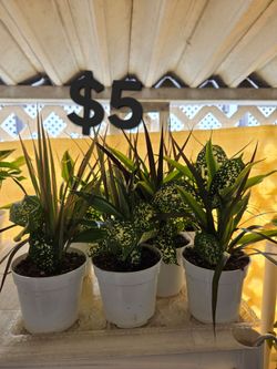 Plantas mixtas