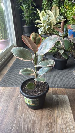 Ficus plant tree