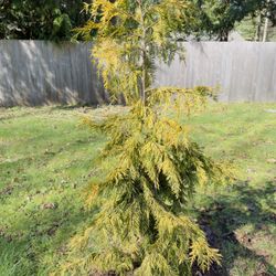 Cedarwood taxas trees for sale