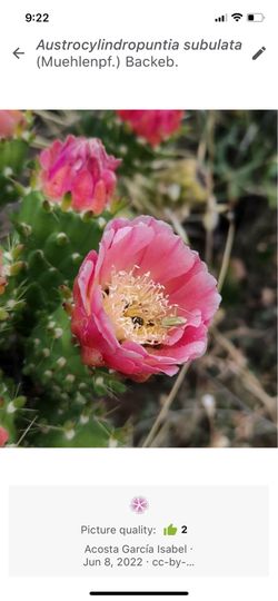 Austrocylindopuntia Subulata or Even’s pin  Cactus