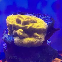 24k Leptoseris Coral
