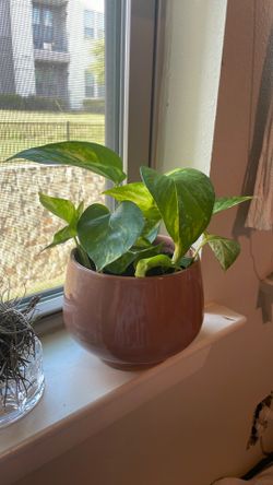 Pothos plant