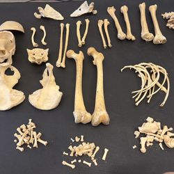 Real Human Skeleton - Disarticulate - For Art and Science Study - $2,000 (Stone Mountain)