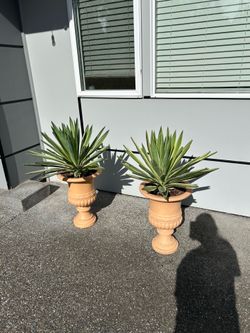 Planters with live plants -set of 2