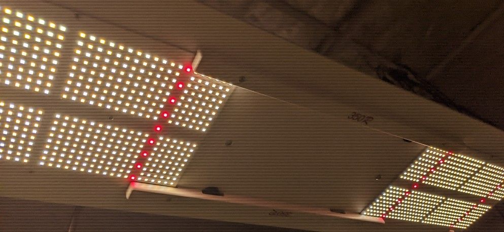 HLG 350R LED grow light (330 Watts)