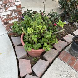 Plant Various Sizes