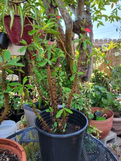 Corona de cristo plant