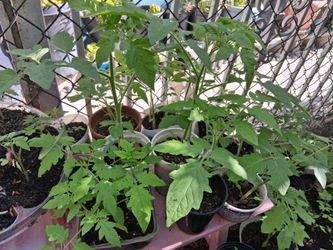 Tomatoe plants 🪴 Some pots have 2 3 4 plants $1 and $2 ready to go south la 90043
