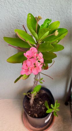 Large  crown  of  thorns plant