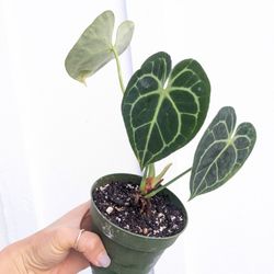 Collector's Plant: Anthurium Clarinervium 4" Pot - Indoor House Plants