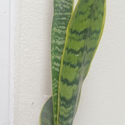 Snake Plant.. Lengua De Suegra 2 Pies De Altura Aparte La Maseta