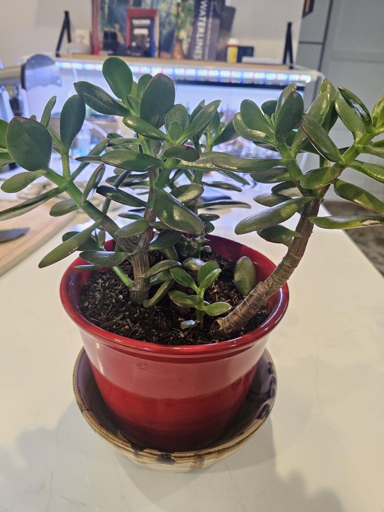 Jade Plants