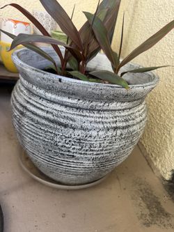 Dracaena Red Sister Live Outdoor Plant in Grower