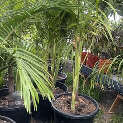 Beautiful King Palm $$145 each