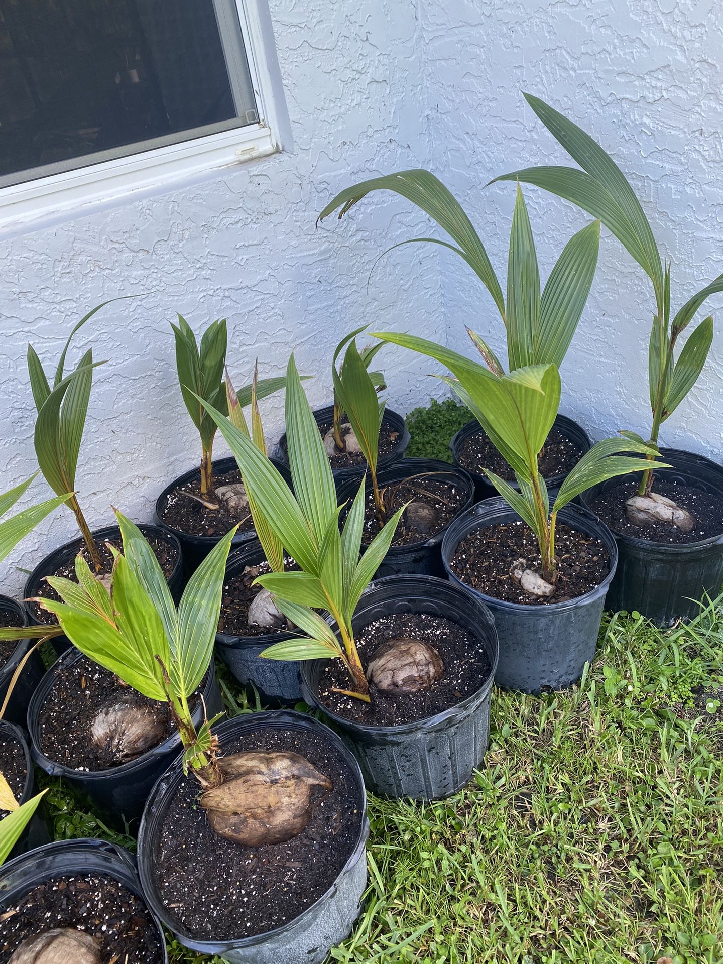 Green and Gold Malayan Dwarf Coconut Palm Trees