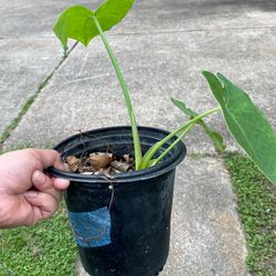Small elephant ear plant -3$