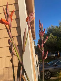 Canna Lily Plant