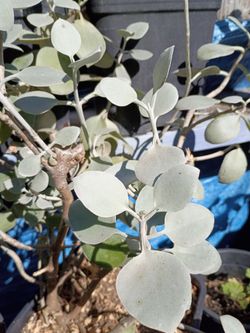 Silver Dollar Eucalyptus Potted Plant