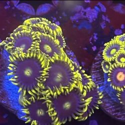 Zoa Colony Display Decor