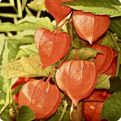 Chinese lantern plant seeds, 3 Kinds