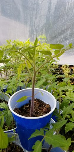 Early girl tomato plant
